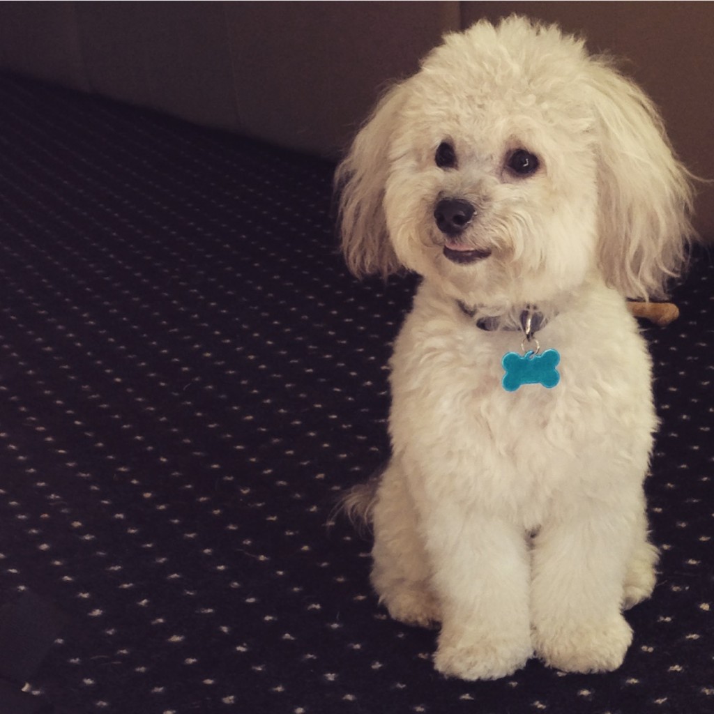 How I Raised a Puppy as a Single Twenty-Something Who Works Full Time | Blair Blogs