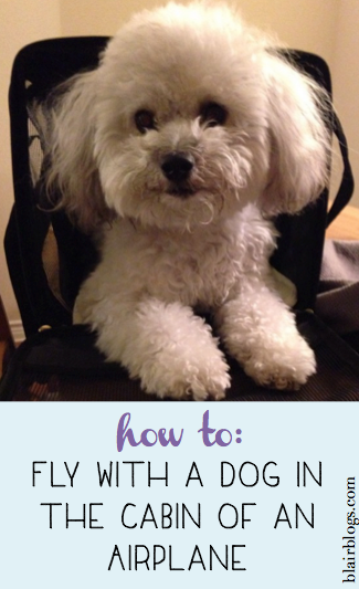 How To: Fly With a Dog in the Cabin of an Airplane | Blair Blogs
