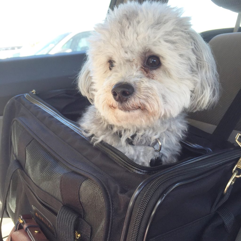 Check-In With Charley, Our 2.5 Year Old Maltipoo | Blairblogs.com