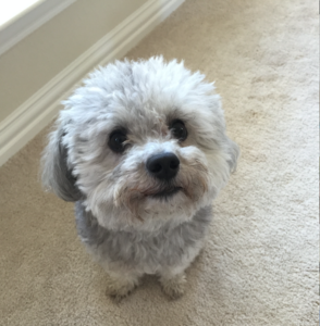 Check-In With Charley, Our 2.5 Year Old Maltipoo | Blairblogs.com