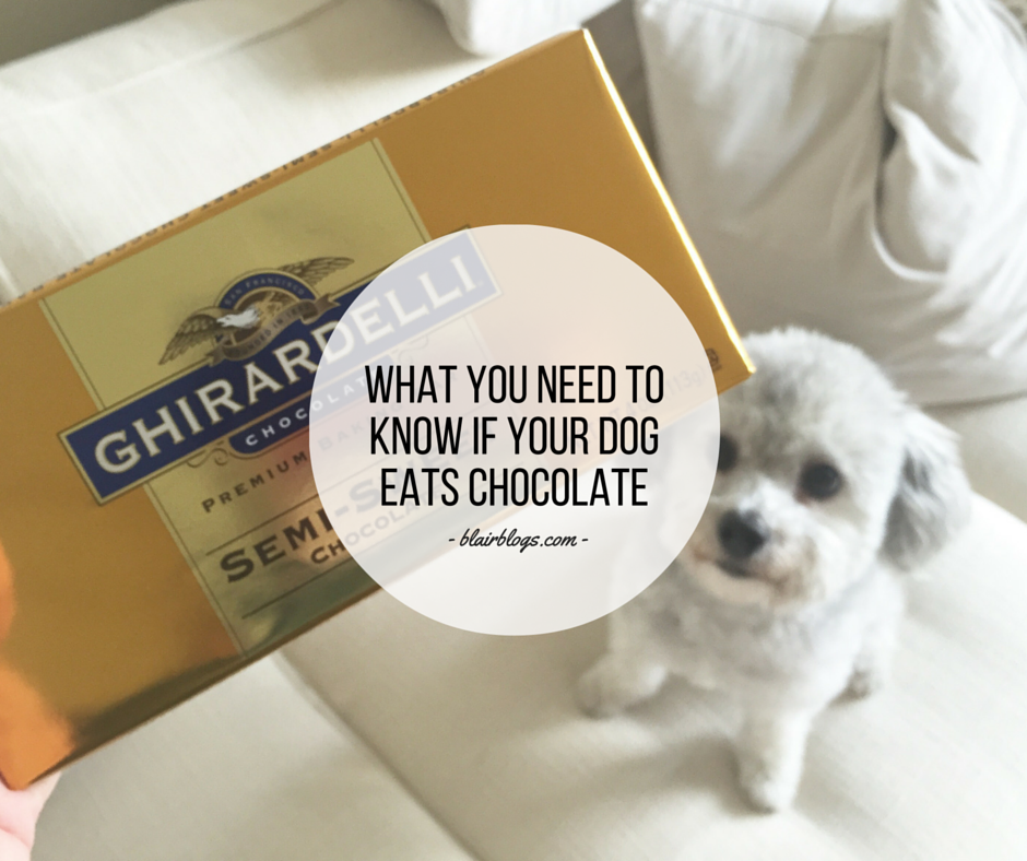 What You Need To Know If Your Dog Eats Chocolate Blair Blogs