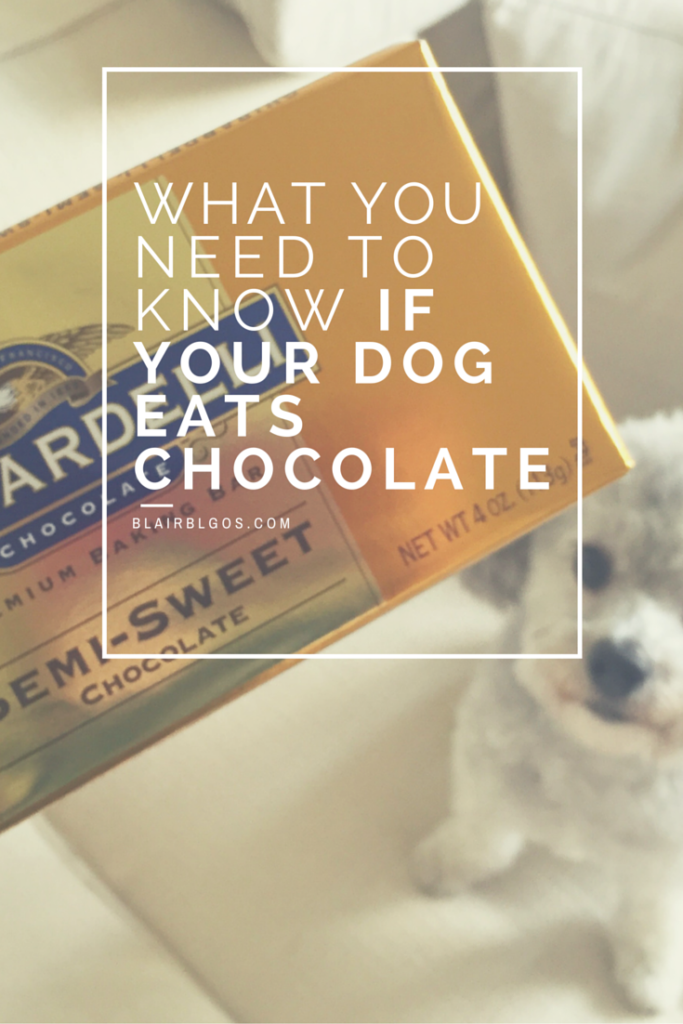 What You Need To Know If Your Dog Eats Chocolate |BlairBlogs.com