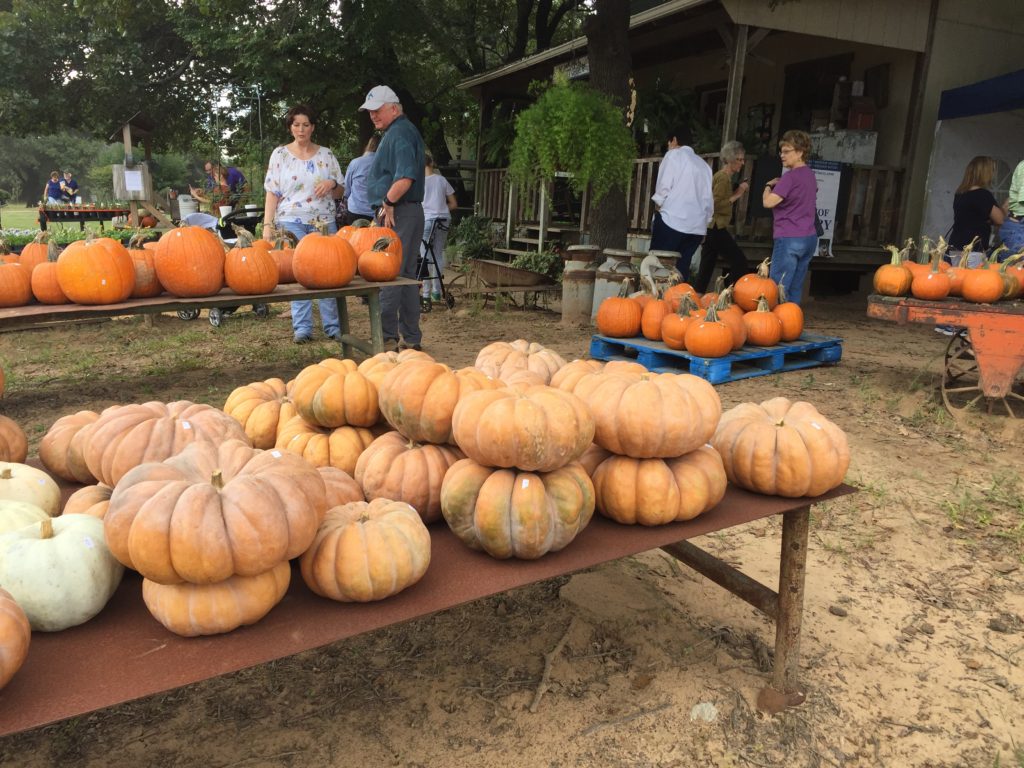 Fall Festival at Lavender Ridge Farm in Gainesville, Texas | BlairBlogs.com