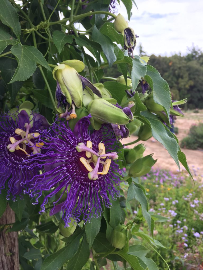 Fall Festival at Lavender Ridge Farm in Gainesville, Texas | BlairBlogs.com